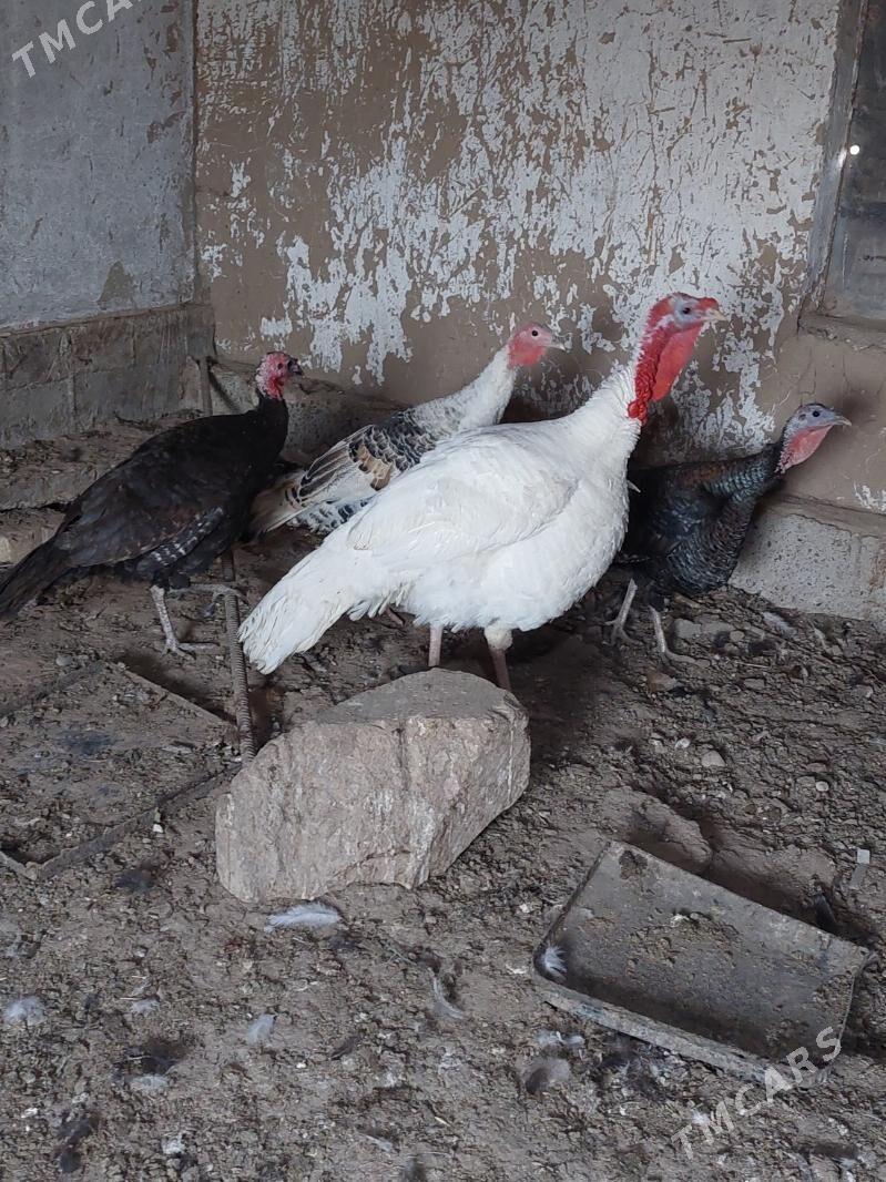 induk - Tejen - img 2