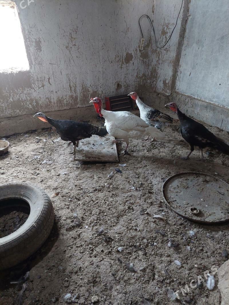 induk - Tejen - img 3