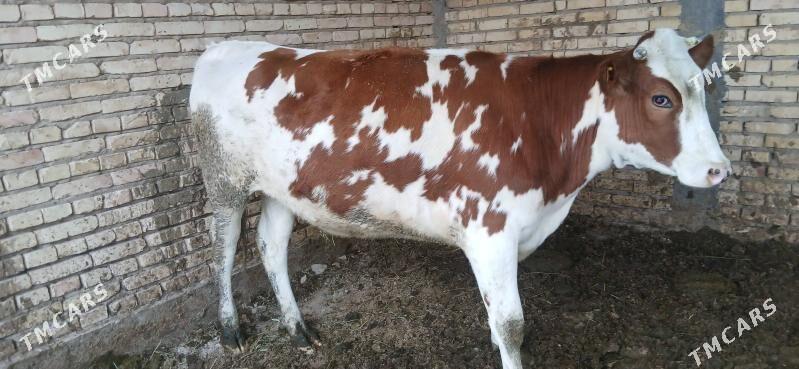 sygyr - Kaka - img 2