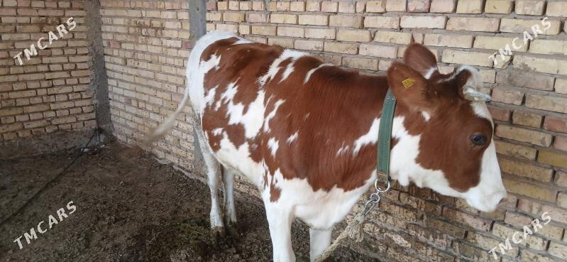 sygyr - Kaka - img 10