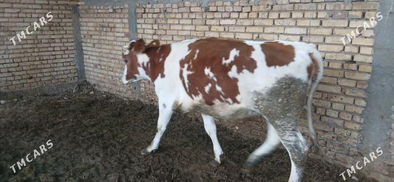 sygyr - Kaka - img 5