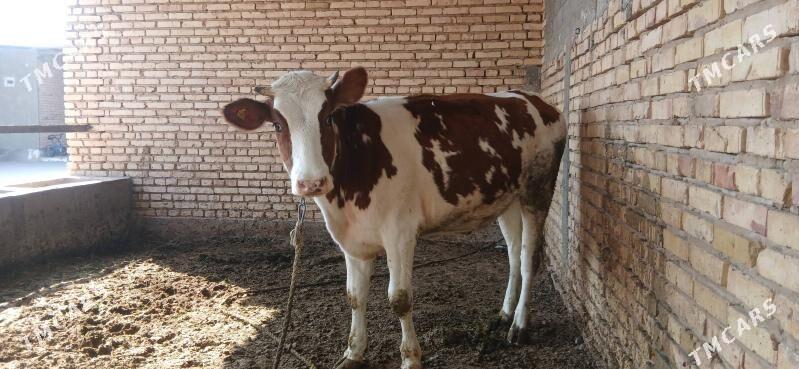 sygyr - Kaka - img 8