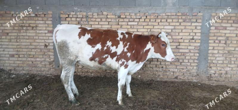 sygyr - Kaka - img 3