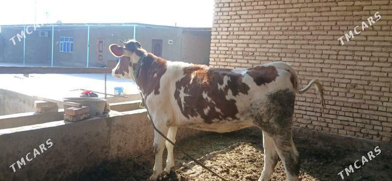 sygyr - Kaka - img 7