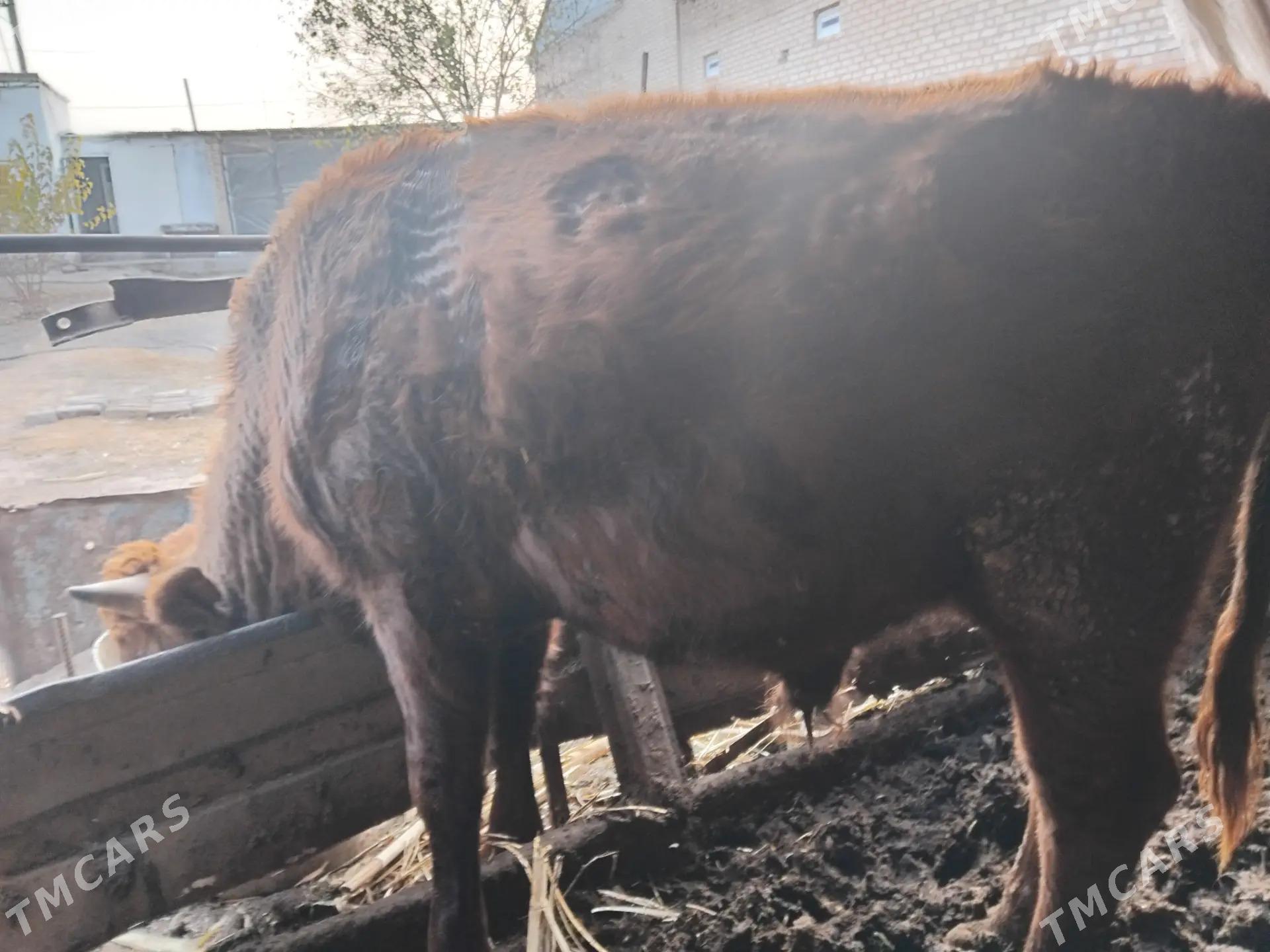 окуз - Туркменабат - img 2