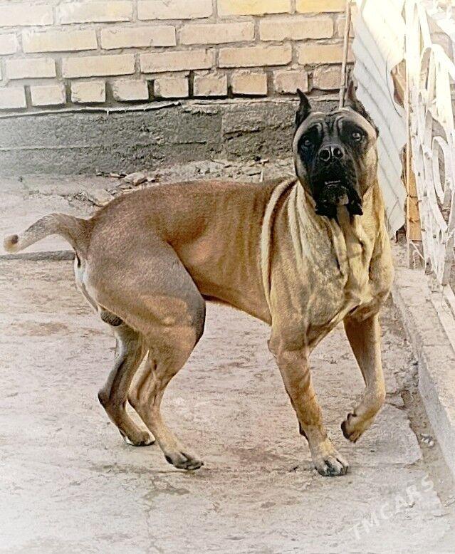 КАНЕ КАРСО - Туркменабат - img 1