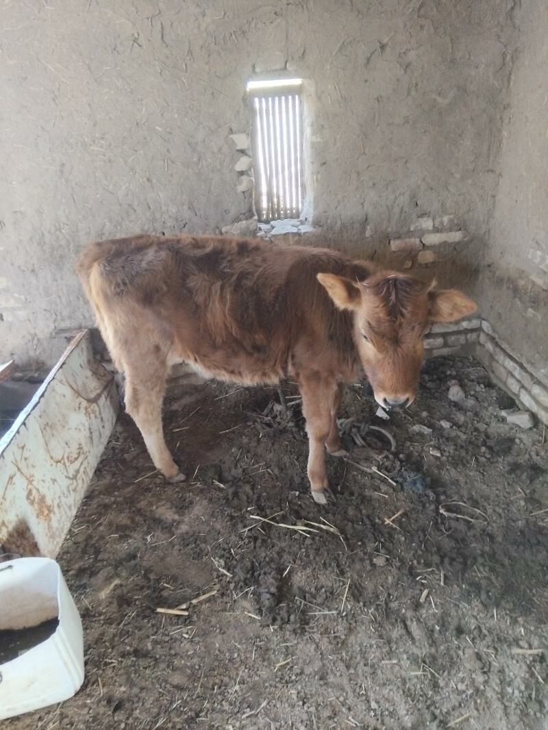 mallar - Огуз хан - img 5