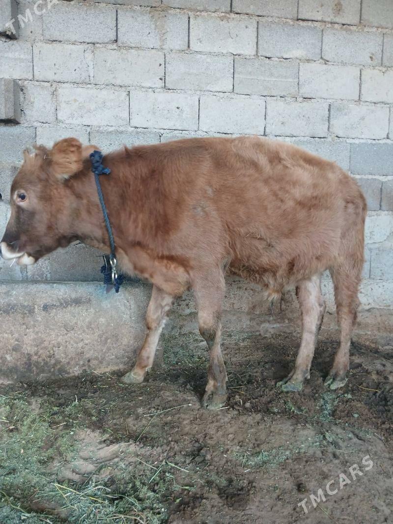 okuz - Ашхабад - img 3