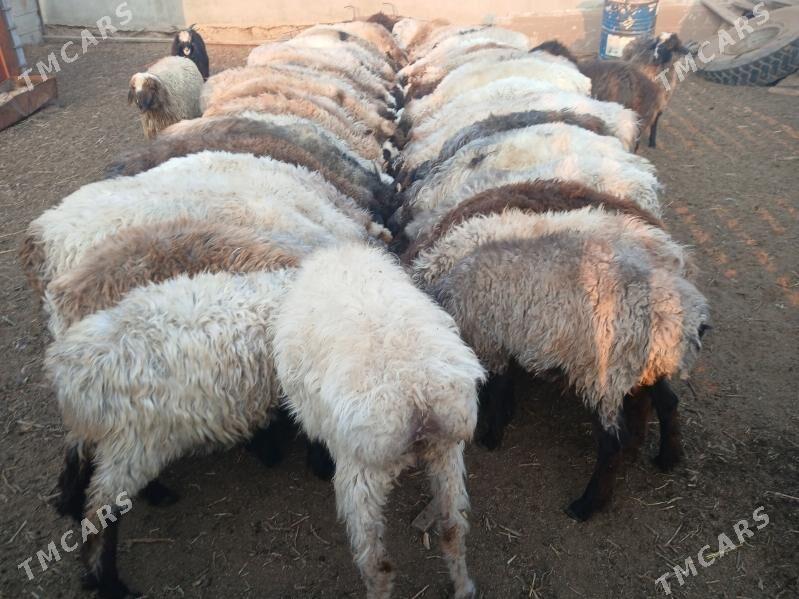 токлы гойун - Balkanabat - img 2