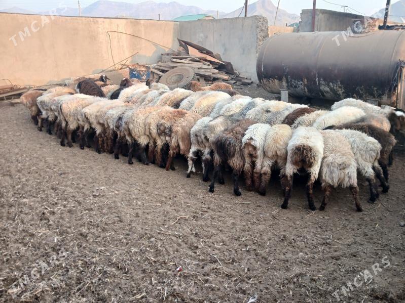 токлы гойун - Balkanabat - img 1