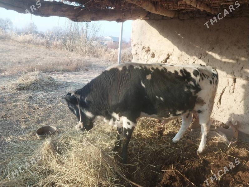 Öküz - Türkmenbaşy etr. - img 2