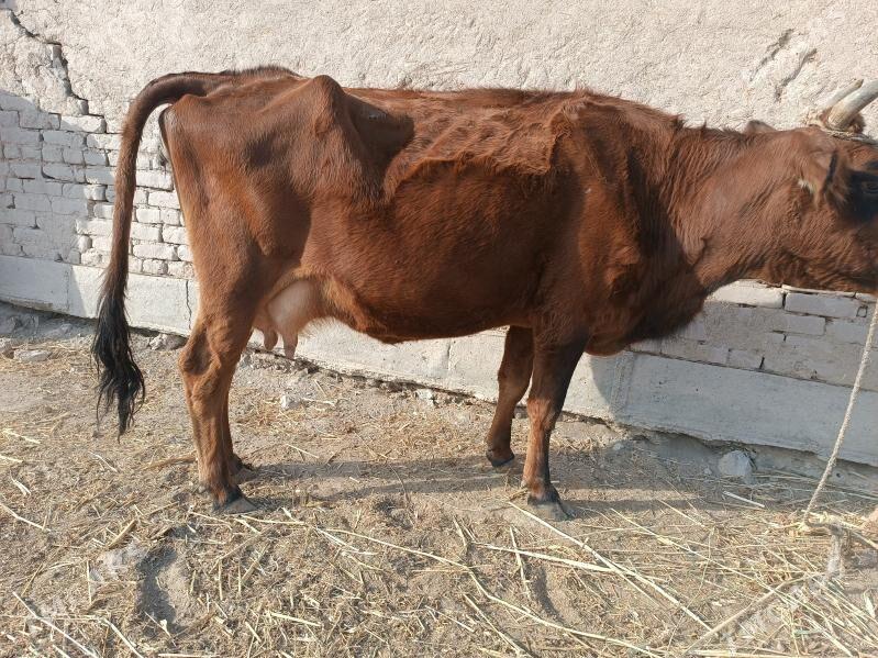 bogaz mal - Губадаг - img 4