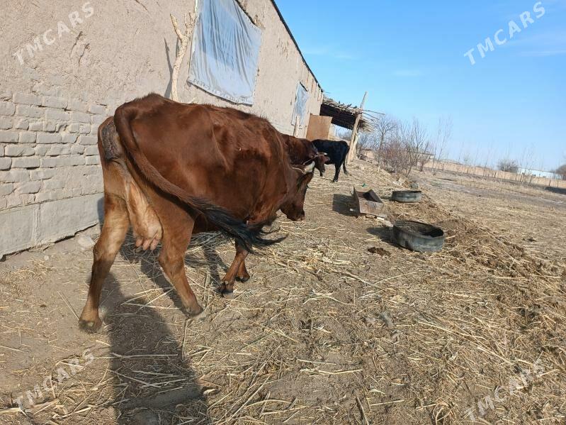 bogaz mal - Губадаг - img 2