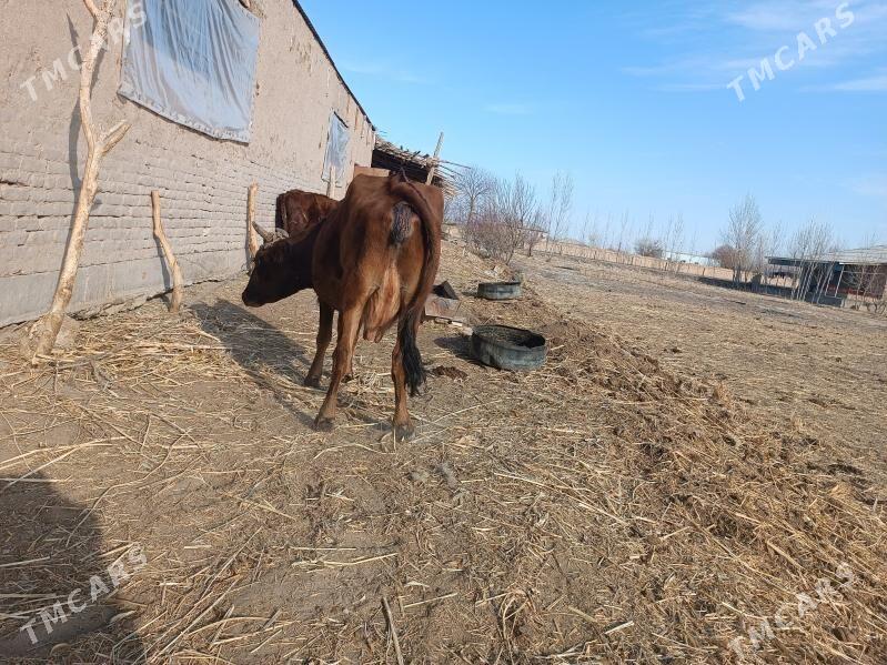 bogaz mal - Губадаг - img 3