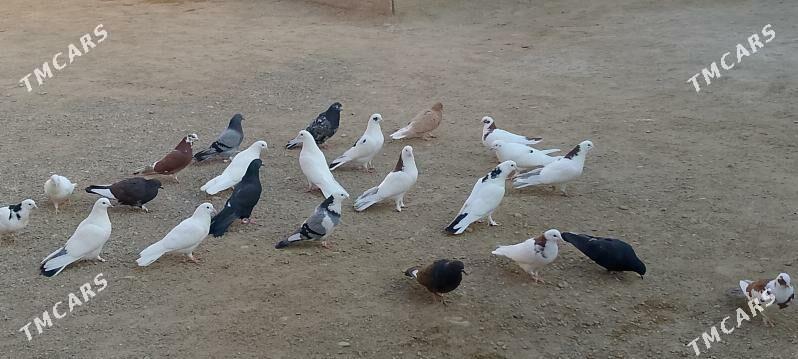 Kepderi - Jebel - img 4