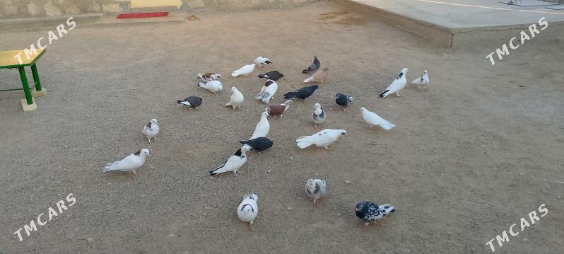 Kepderi - Jebel - img 3