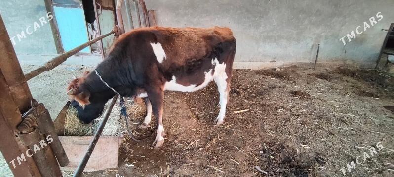 Swes boğaz sygyr - Murgap - img 7