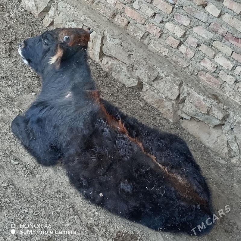 Okuz - Bereket - img 5