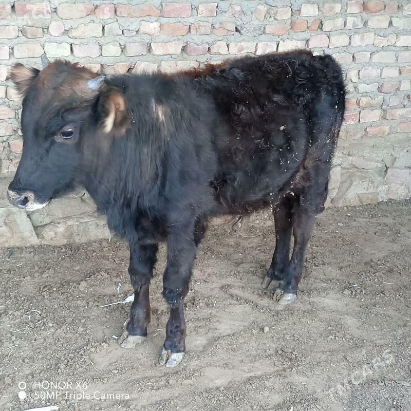 Okuz - Bereket - img 2