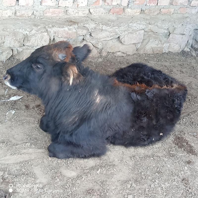 Okuz - Bereket - img 4