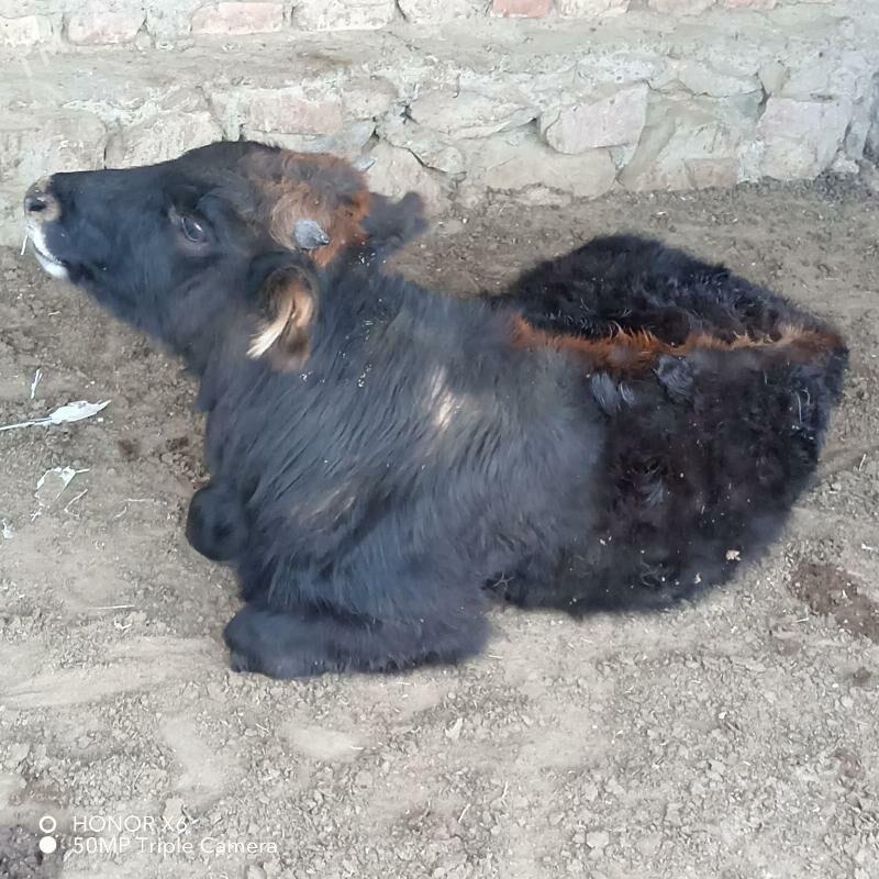 Okuz - Bereket - img 3