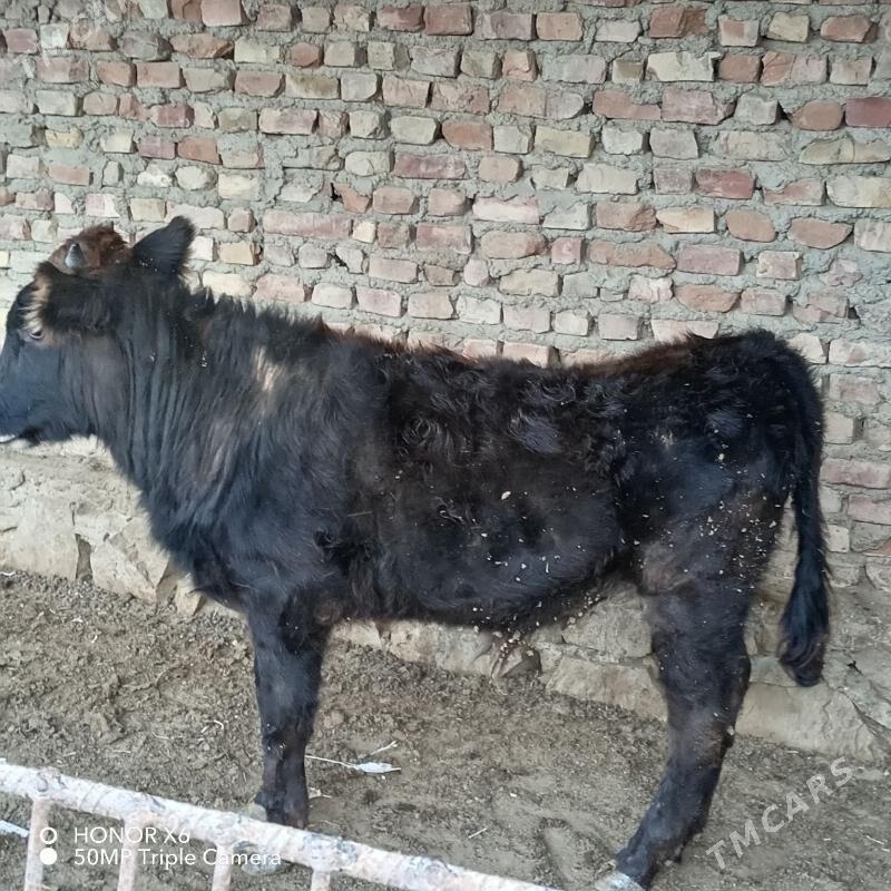 Okuz - Bereket - img 1