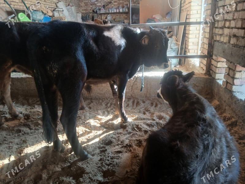 ökuz - Гёкдепе - img 3