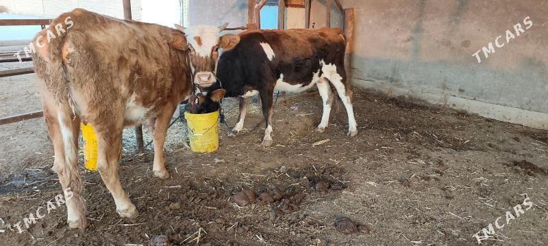 Swes boğaz sygyr - Murgap - img 4