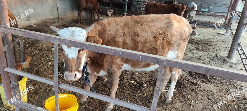 Swes boğaz sygyr - Murgap - img 3