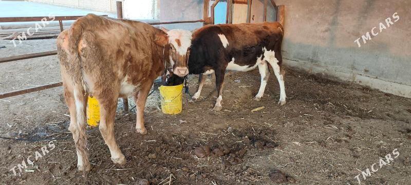 Swes boğaz sygyr - Murgap - img 2