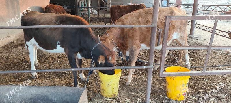 Swes boğaz sygyr - Murgap - img 5