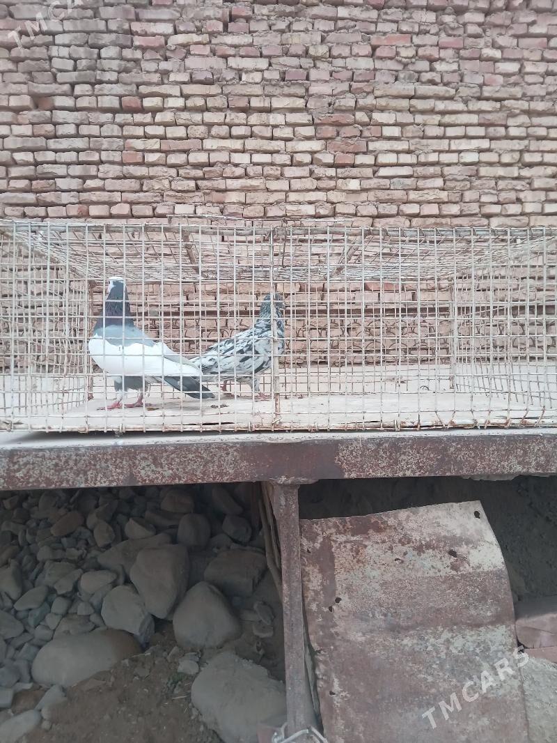 Kepderi - Теджен - img 6