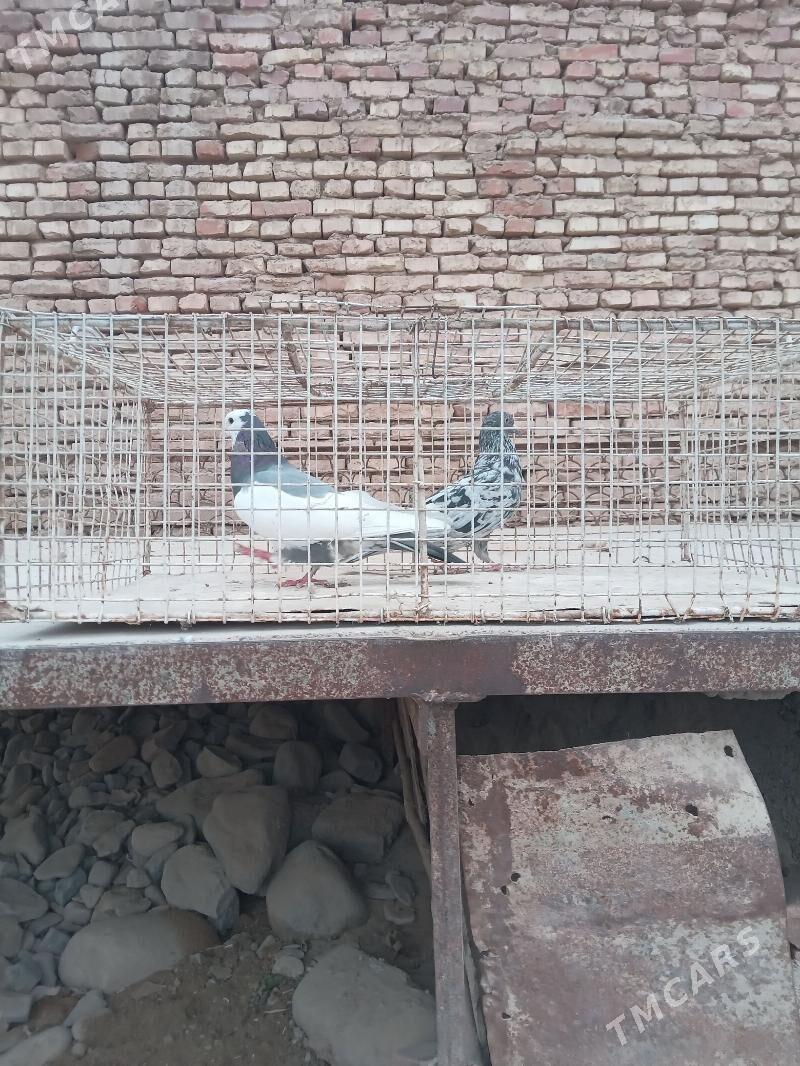 Kepderi - Теджен - img 3