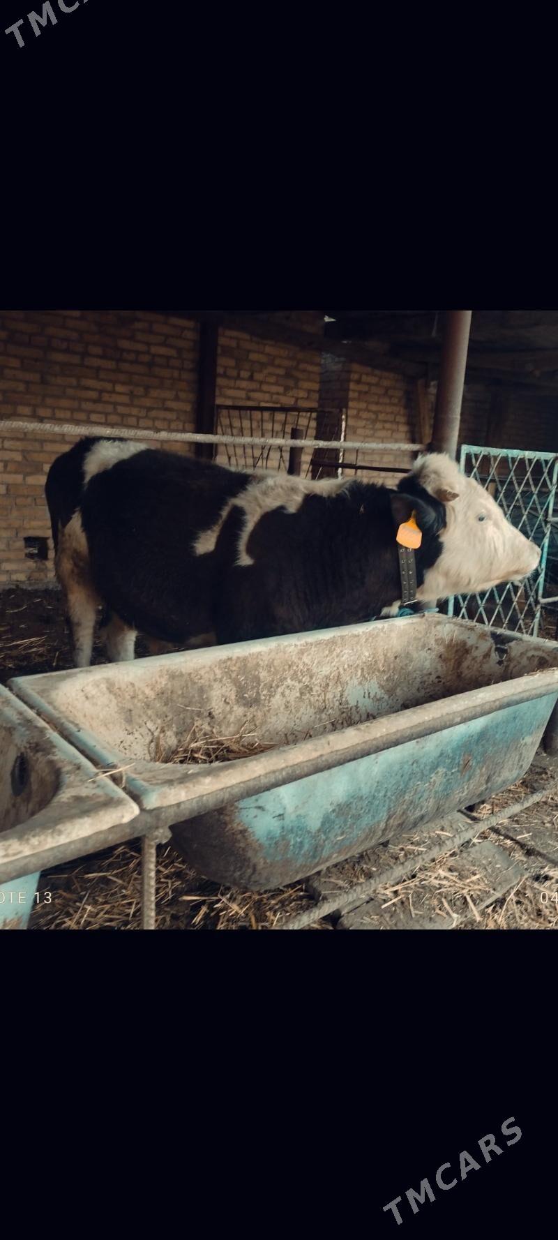 Smental Okuz - Туркменабат - img 2