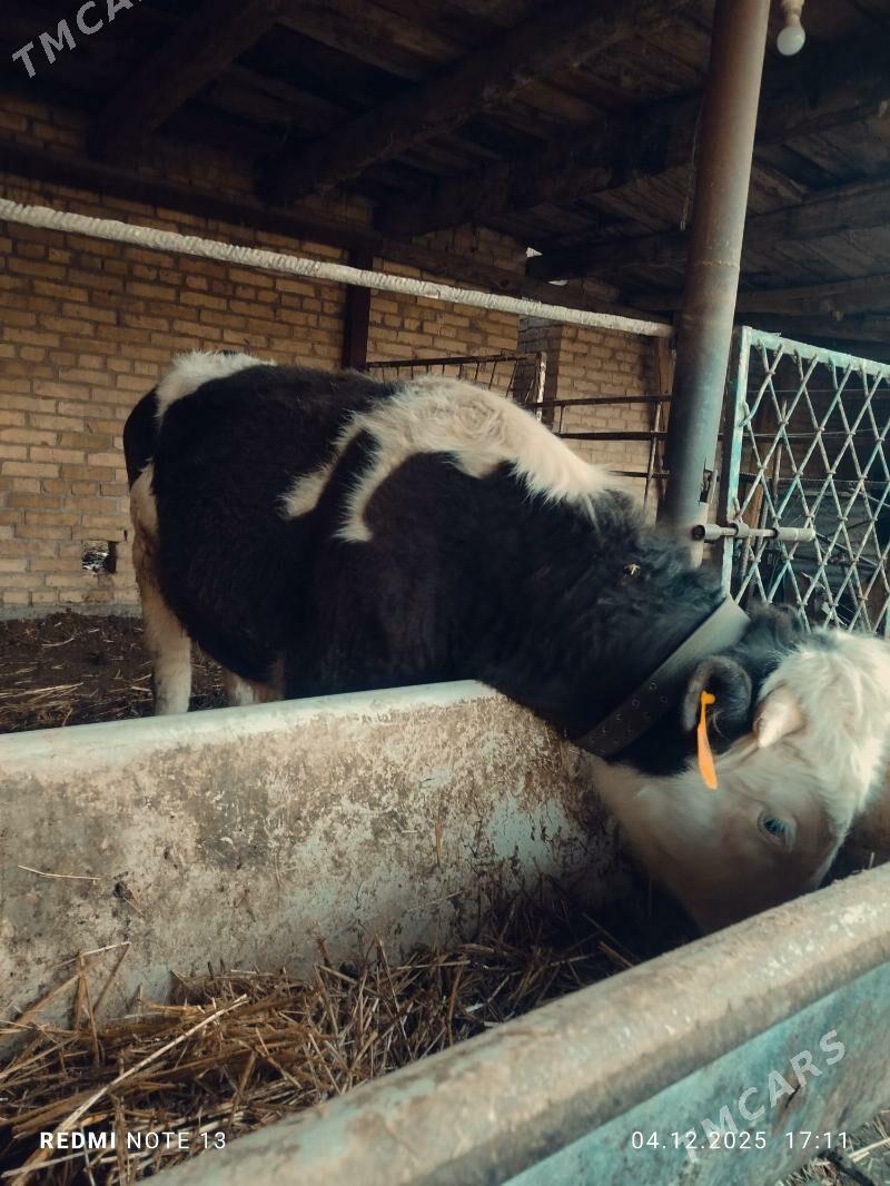 Smental Okuz - Туркменабат - img 3