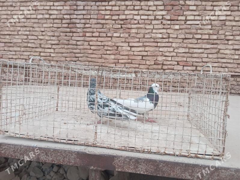 Kepderi - Теджен - img 7