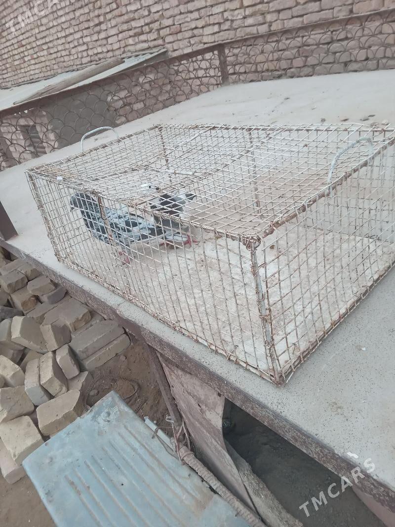 Kepderi - Теджен - img 5