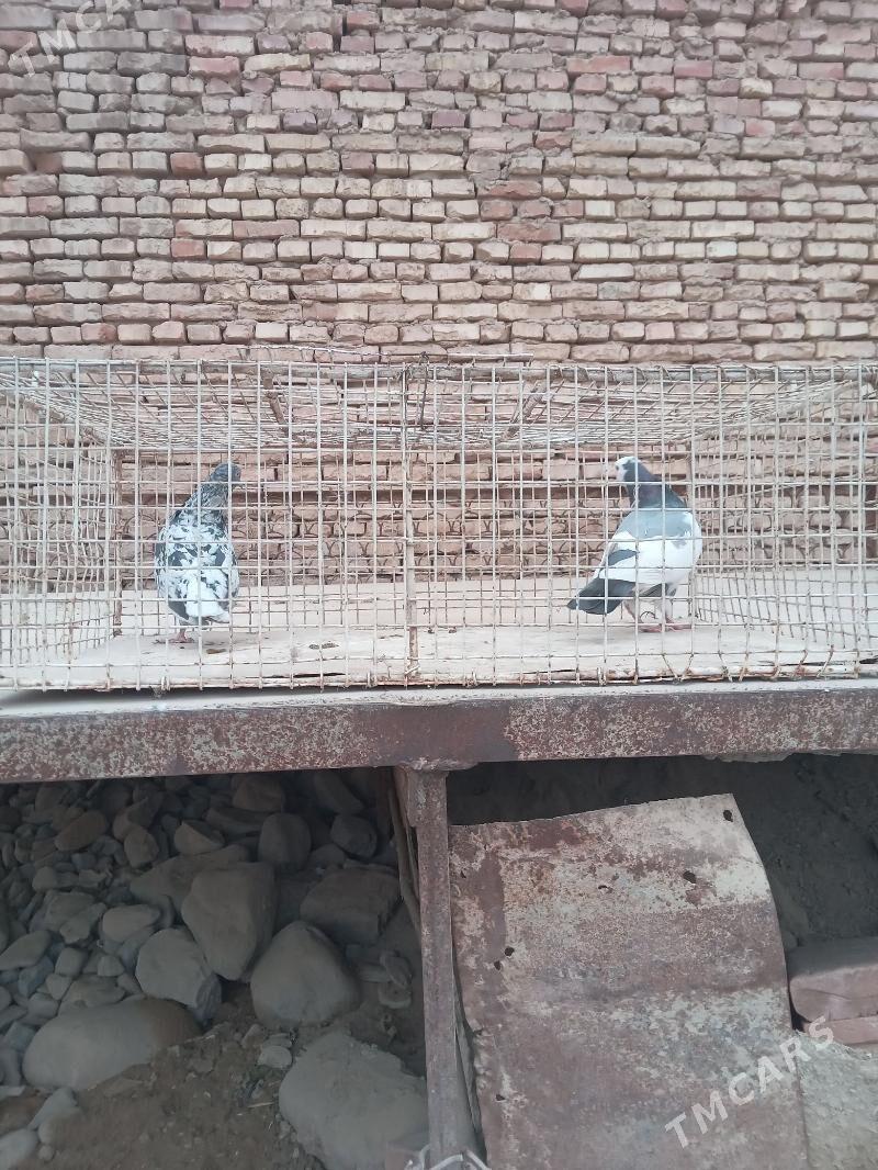 Kepderi - Теджен - img 2