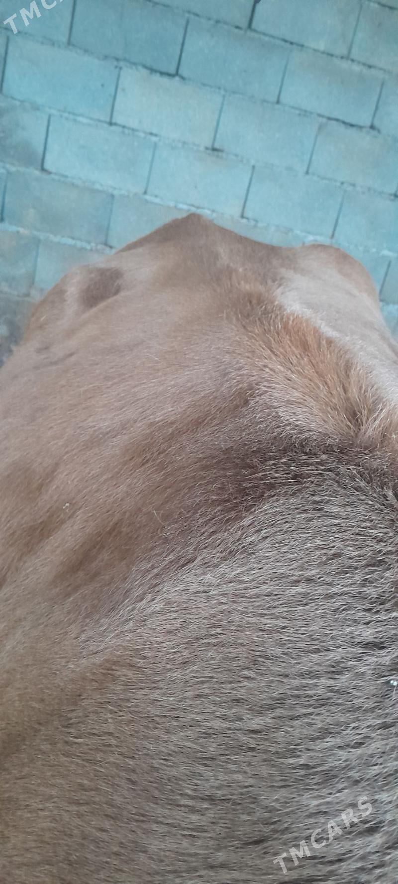 bakylan sygyr - Büzmeýin - img 3