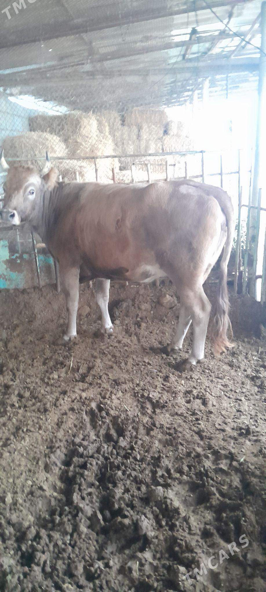 bakylan sygyr - Büzmeýin - img 2