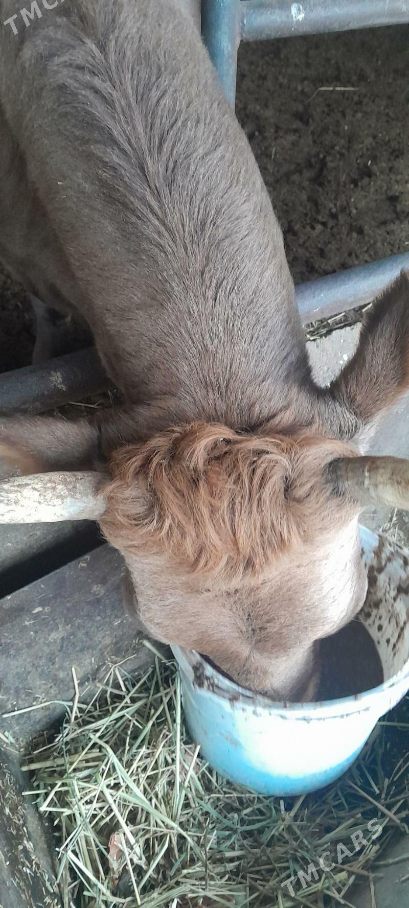 bakylan sygyr - Büzmeýin - img 4