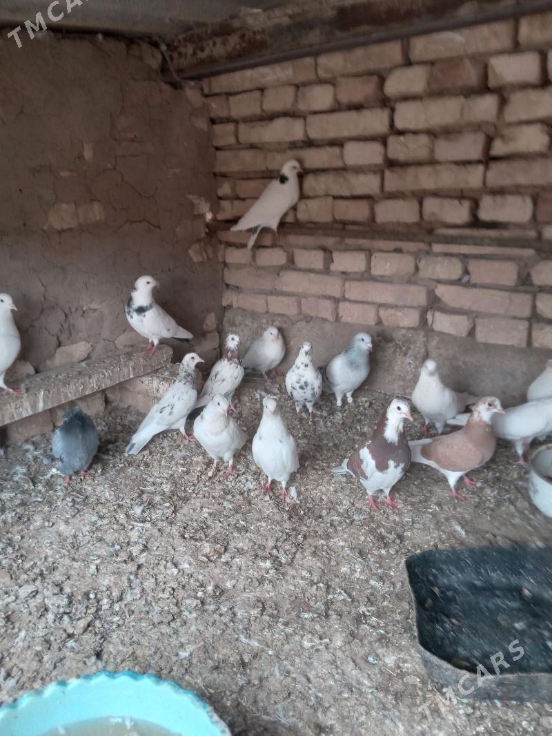 Kepderi - Теджен - img 4