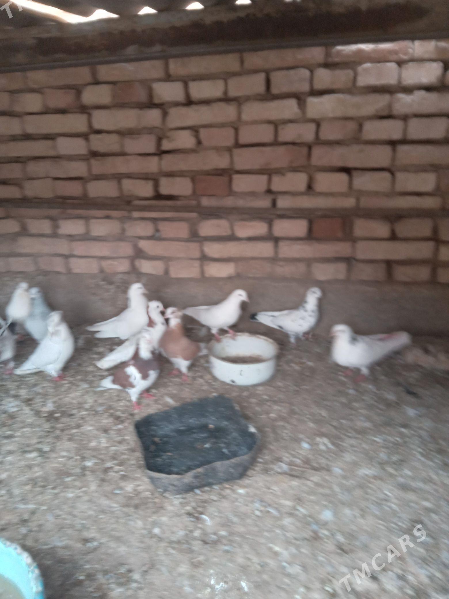 Kepderi - Теджен - img 2