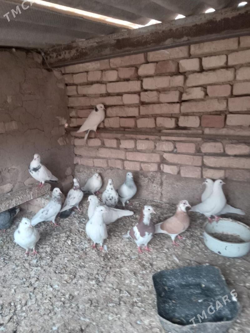 Kepderi - Теджен - img 3