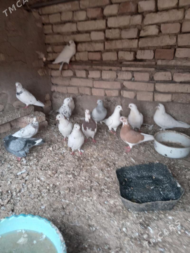 Kepderi - Теджен - img 5