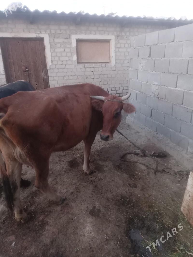 Sygyr - Бахарден - img 2