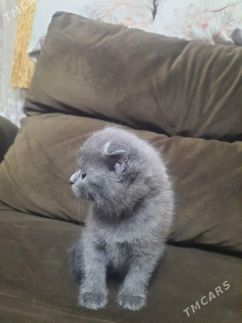 котята - Ашхабад - img 1