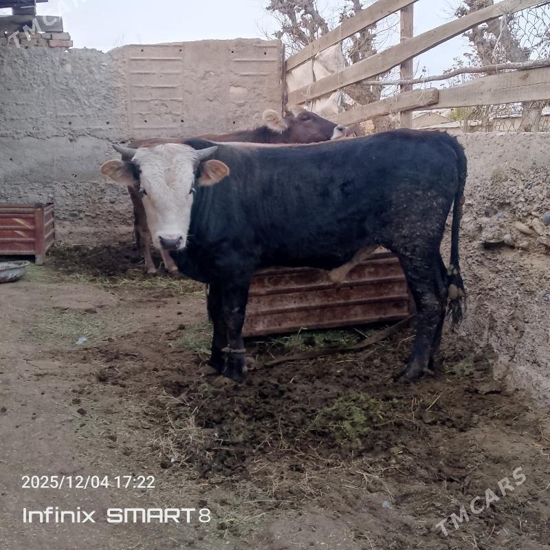 öküz - Кака - img 3