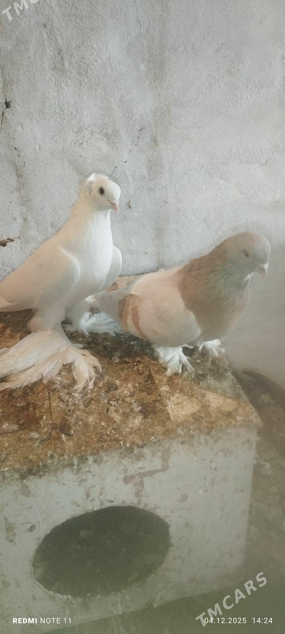 Kepderi - Murgap - img 5