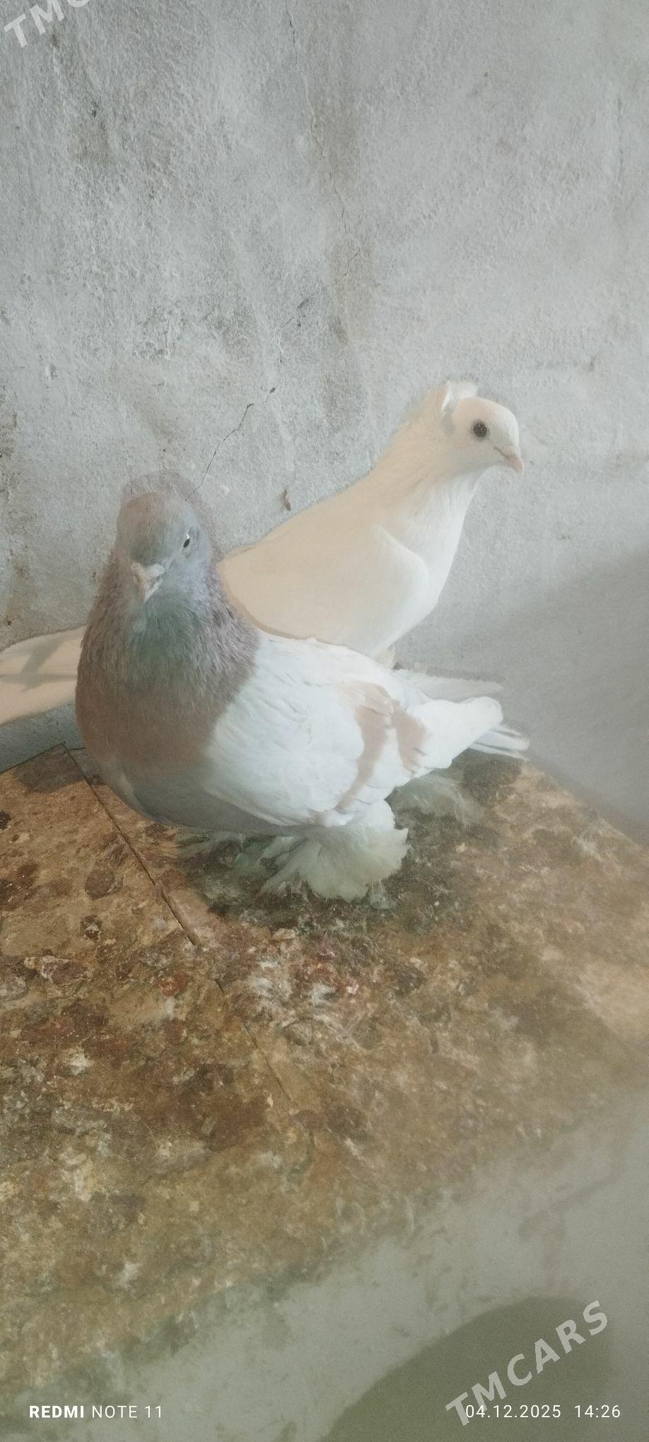 Kepderi - Murgap - img 6